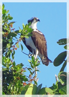 osprey