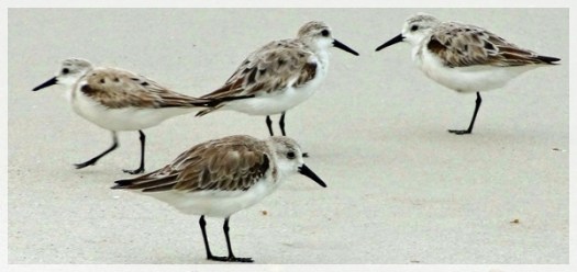sanderlings