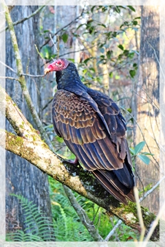 turkey vulture