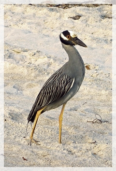 yellow-crowned night heron