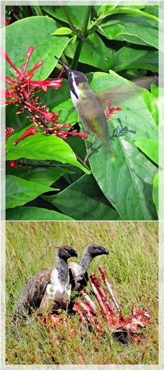 hummingbird - vultures