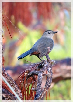grey catbird