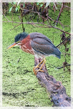 green heron