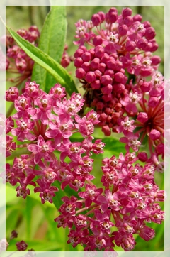 swamp milkweed