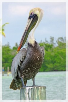 brown pelican