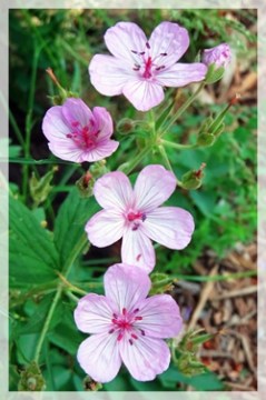 wild geranium