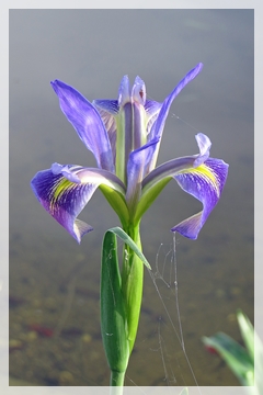 blue flag iris