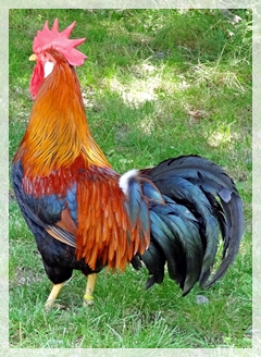 Ballenburg rooster