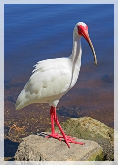 white ibis