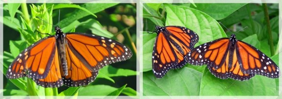 monarch butterflies