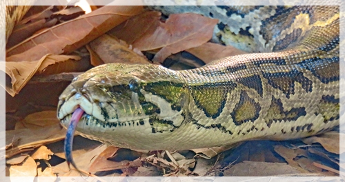 Python