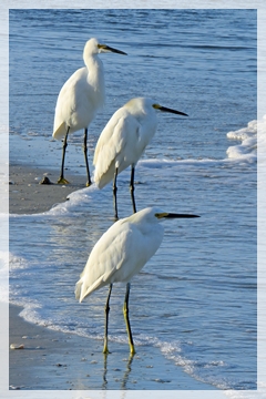 snowy egrets
