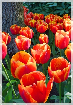 tulips - keukenhof gardens -netherlands