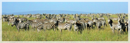 zebras - great migration -serengeti