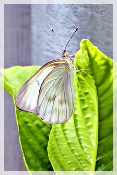 great southern white butterfly
