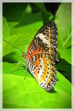 leopard lacewing butterfly