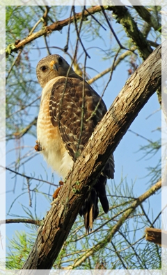 red-shouldered hawk