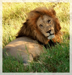 lion - tanzania