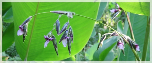 Fireflag - Alligator Flag