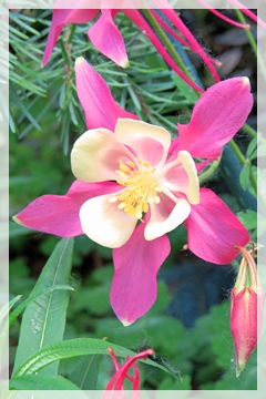 columbine