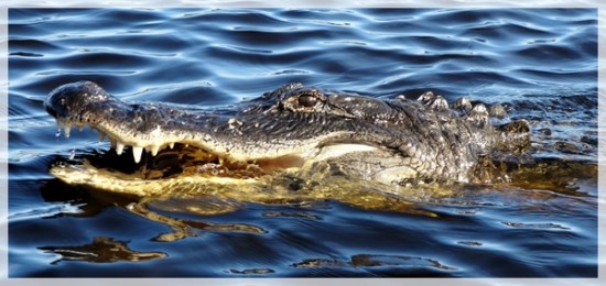 Alligator