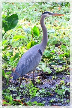 great blue heron
