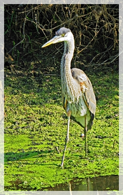 great blue heron