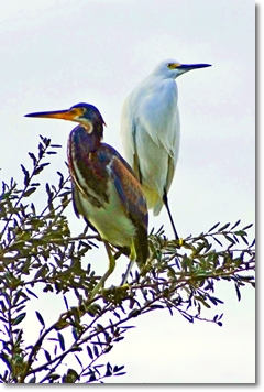 tri-colored heron - snowy egret