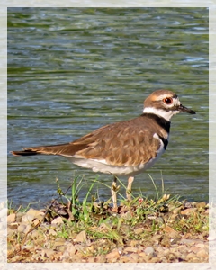 kildeer
