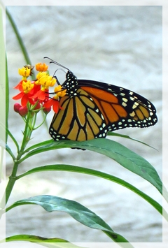 monarch butterfly