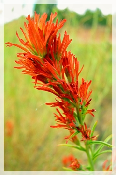 Indian Paintbrush