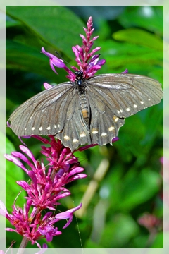 pipevine swallowtail