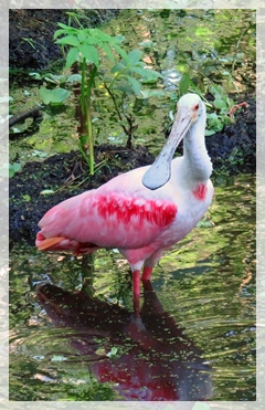 roseate spoonbill