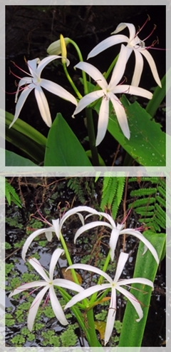 swamp lily