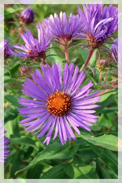 climbing aster
