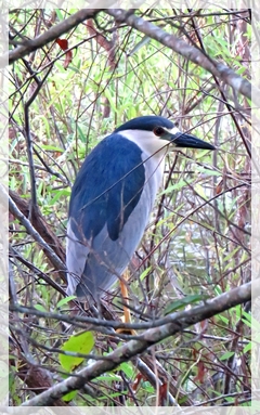 black-crowned night-heron