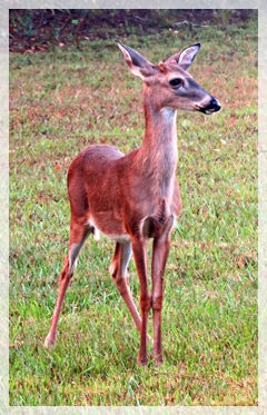deer - young buck