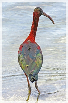 glossy ibis