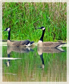 Canada Geese