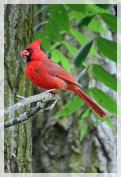 cardinal