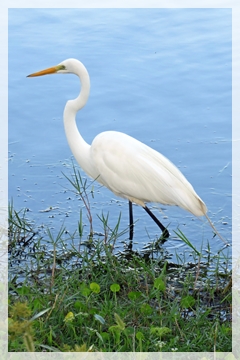 great egret