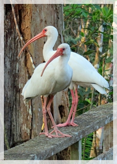 white ibis
