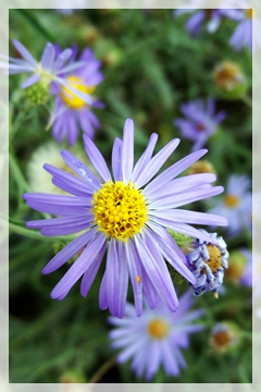 climbing aster