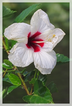 hibiscus