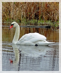 mute swan
