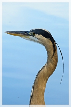 great blue heron