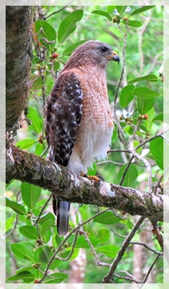 red-shouldered hawk