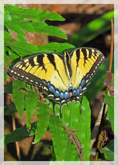 tiger swallowtail
