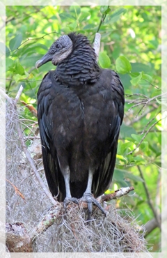 black vulture