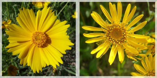 coreopsis-and-cowpen daisy